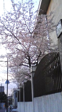 桜.jpg