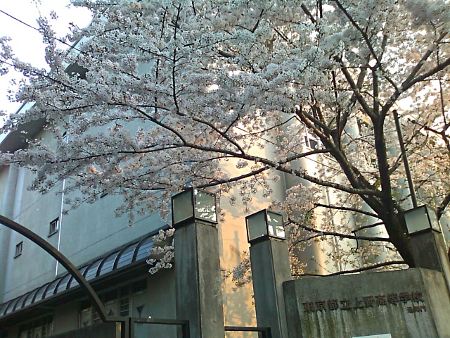 64期生入学式後の桜