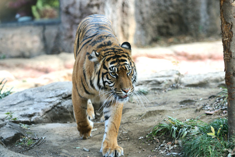 2011ueno_zoo00.jpg