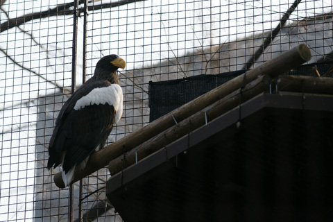 2011ueno_zoo01.jpg