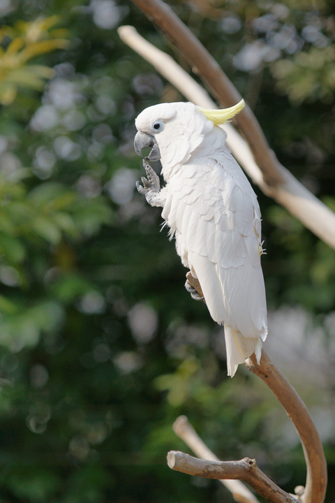 2011ueno_zoo04.jpg