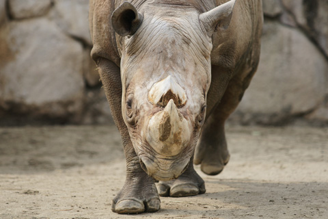 2011ueno_zoo06.jpg