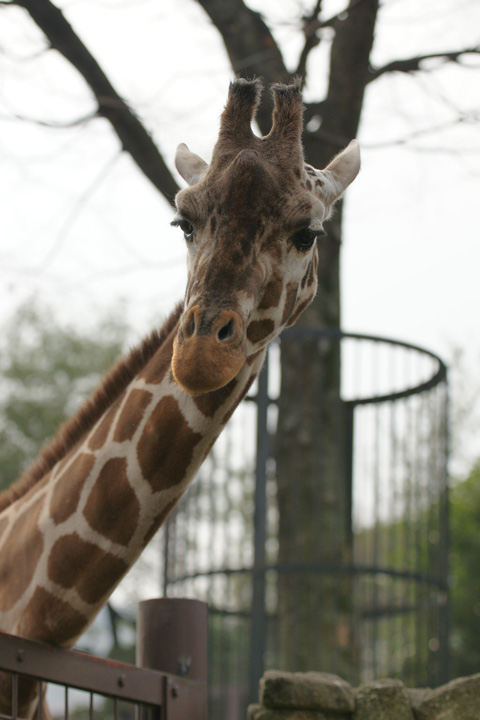 2011ueno_zoo07.jpg