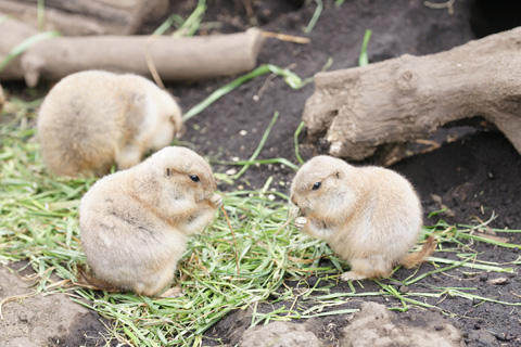 2011ueno_zoo08.jpg