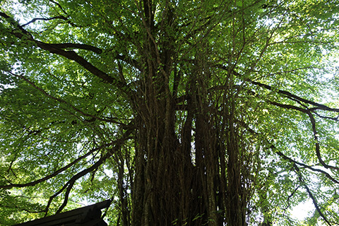 貴船神社　御神木