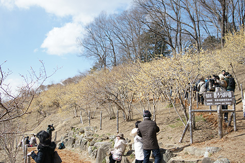 梅百花園の奥側