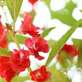 20080914balsam.jpg