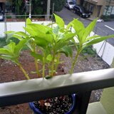 2008balsam02.jpg