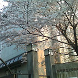 20090407ueno_sakura.jpg