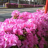 20090427Azalea.jpg