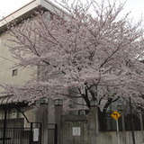 201104ueno01.jpg