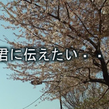 201104ueno_sakura.jpg