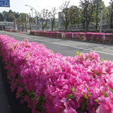 2011tsutsuji.jpg