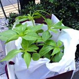 balsam01.jpg