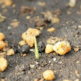 bucket_ine_2010_0504.jpg