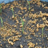 bucket_ine_2010_0507.jpg