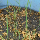 bucket_ine_2010_0512.jpg
