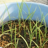bucket_ine_2010_0518.jpg