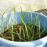 bucket_ine_2010_0521_01.jpg