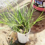 bucket_ine_2010_0521_06.jpg