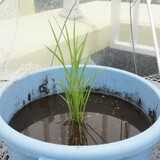 bucket_ine_2010_0527_01.jpg