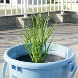 bucket_ine_2010_0610_01.jpg