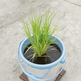 bucket_ine_2010_0626.jpg