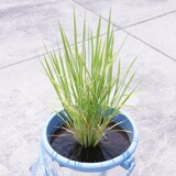 bucket_ine_2010_0704.jpg