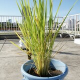 bucket_ine_2010_0718.jpg