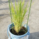 bucket_ine_2010_0720_01.jpg