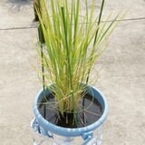 bucket_ine_2010_0724.jpg