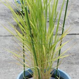 bucket_ine_2010_0804_01.jpg