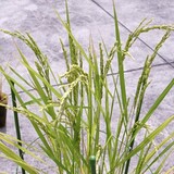 bucket_ine_2010_0815.jpg