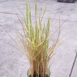 bucket_ine_2010_0815_01.jpg