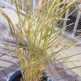 bucket_ine_2010_0903_01.jpg