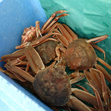 koubako01.jpg