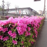 tsutsuji2010.jpg